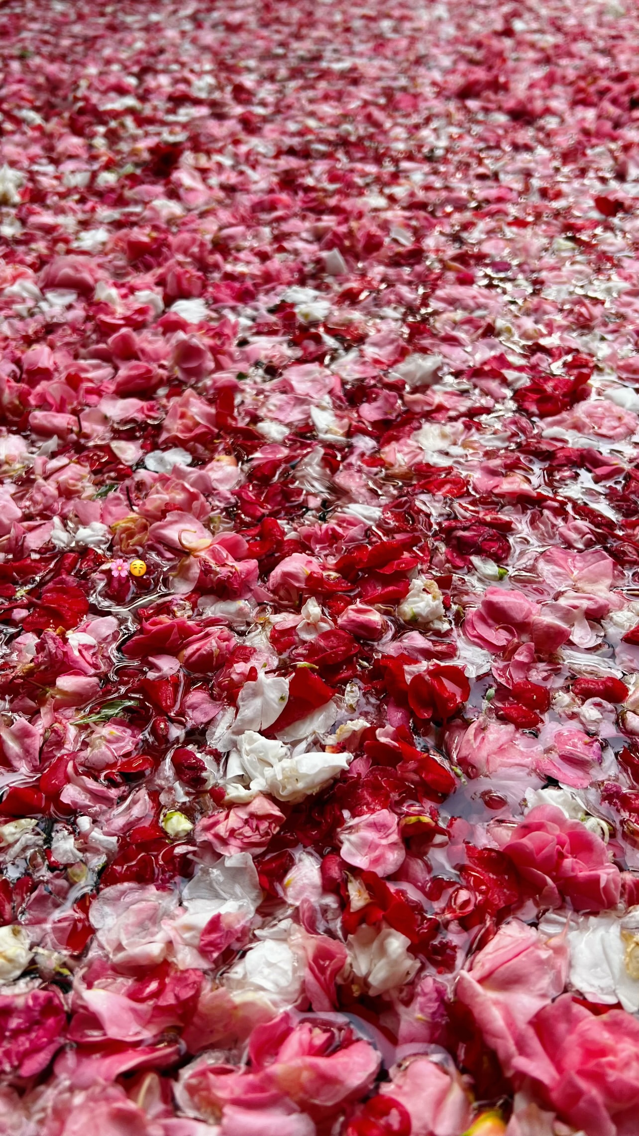 Flower Pool Experience at hu’u Villas-influencer-2